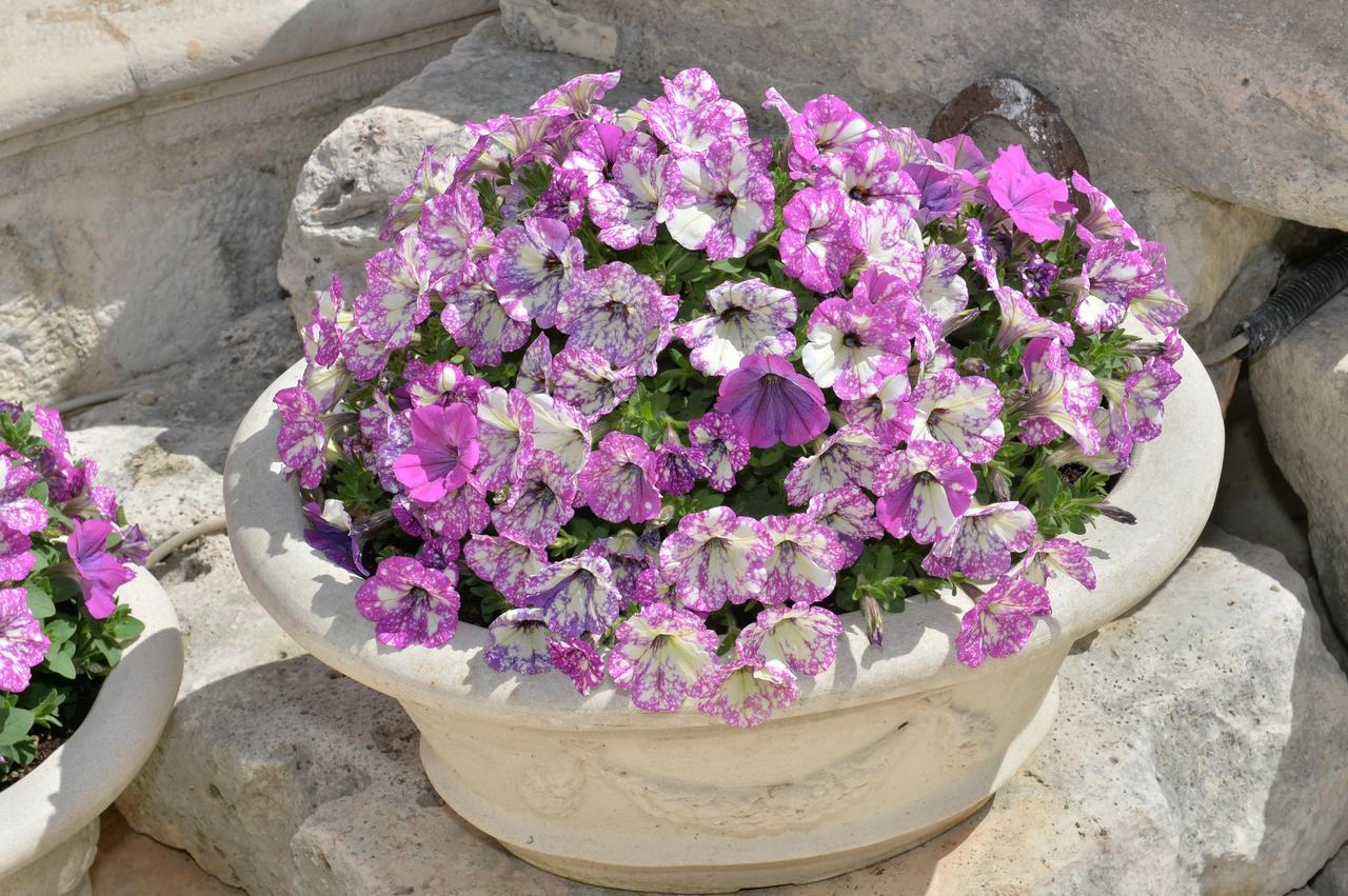 Bed and Breakfast Astra Alberobello Zewnętrze zdjęcie